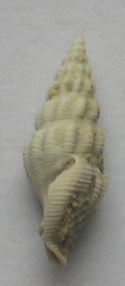 gasteropode da determinare 3